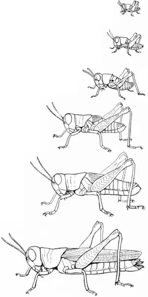 File:Snodgrass Melanoplus atlanus.png