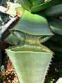 Thumbnail for version as of 01:09, 3 May 2007