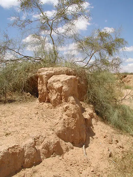 File:Tamarix aphylla.jpg
