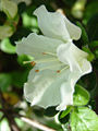 Thumbnail for version as of 02:32, 24 September 2007