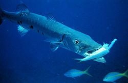 Great barracuda, Sphyraena barracuda, with prey