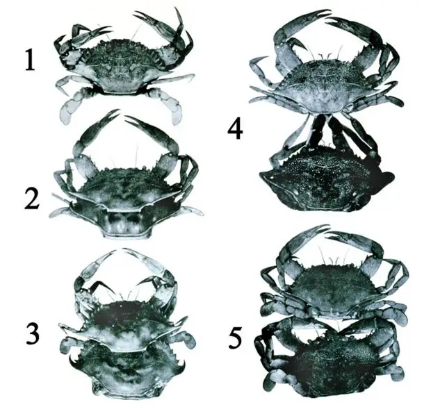 File:Callinectes sapidus.jpg