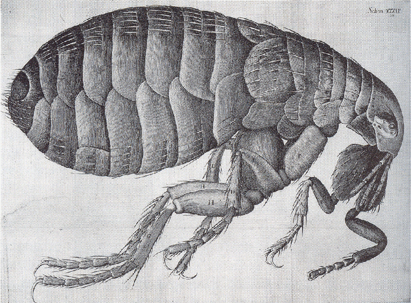 File:Flea-Hooke.gif