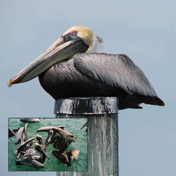 File:Florida Keys Pelican.jpg