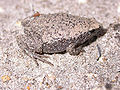 Thumbnail for version as of 20:40, 12 August 2007