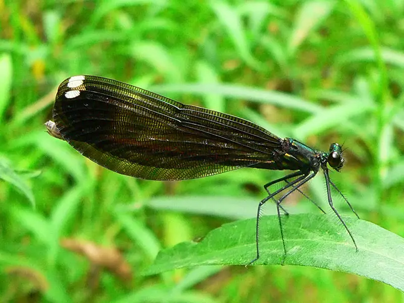 File:Jewelwing.jpg