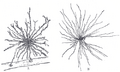 Thumbnail for version as of 14:05, 22 September 2007