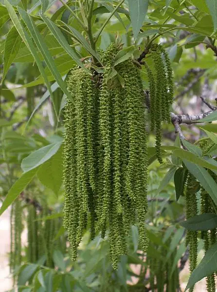 File:Pecan-flowers.jpg