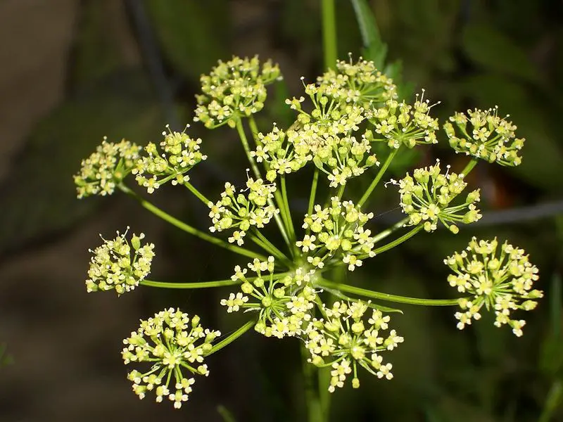 File:Petroselinum neapolitanum flower.jpg