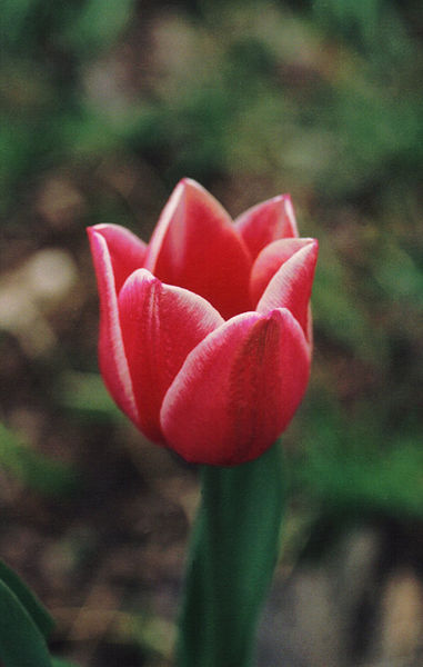 File:Red tulip detail.jpg