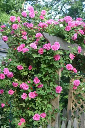Rose New World Encyclopedia