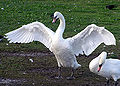 Thumbnail for version as of 04:57, 22 December 2007