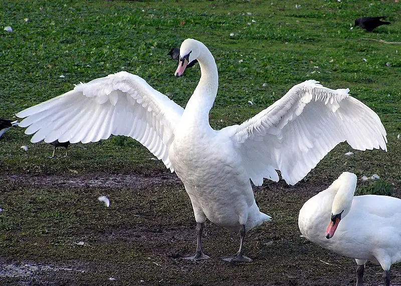File:Swan.spreads.wings.arp.jpg
