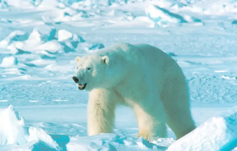 File:Ursus maritinus.jpg