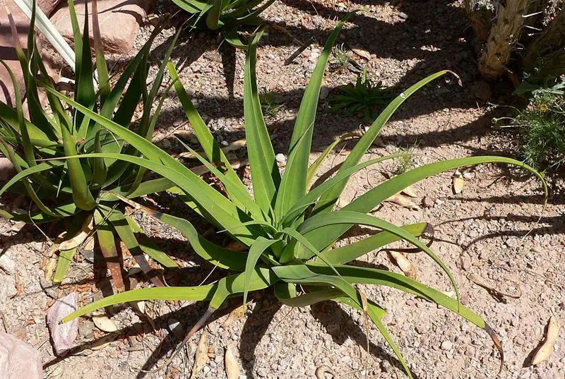 File:Agave bracteosa.jpg