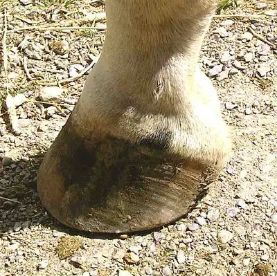 Odd-toed ungulate - New World Encyclopedia
