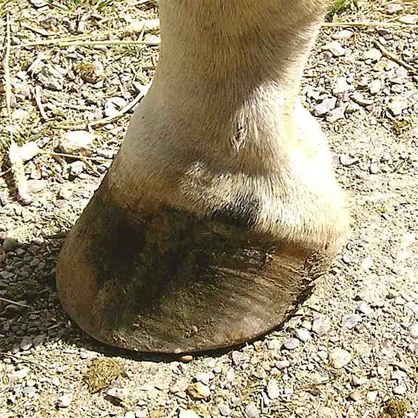 File:ErmineSpot.jpg
