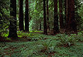 Thumbnail for version as of 07:00, 10 May 2008