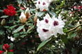 Rhododendron 1 Fcb981.JPG