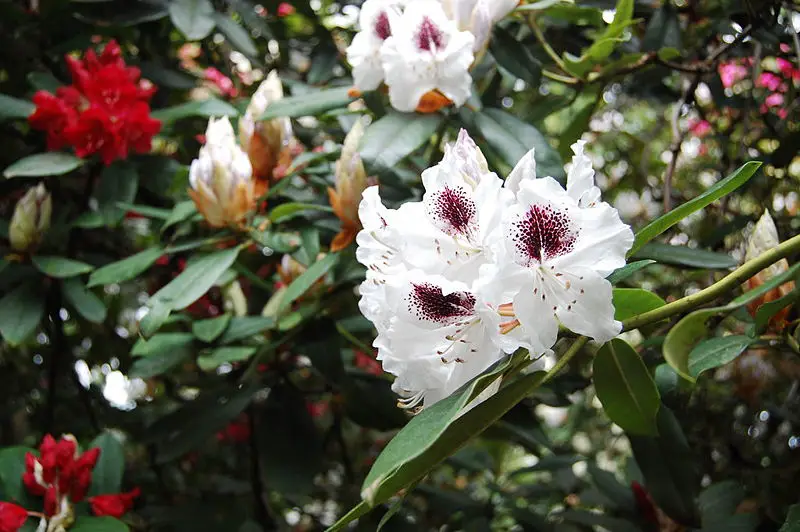File:Rhododendron 1 Fcb981.JPG