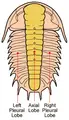 Thumbnail for version as of 19:38, 25 November 2006