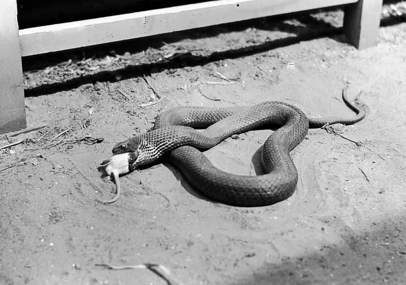 File:Snake eating mouse.jpg