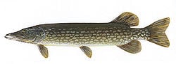 Northern pike (E. lucius)