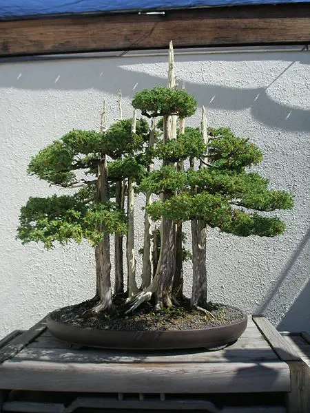 File:Goshin, September 15, 2007.jpg