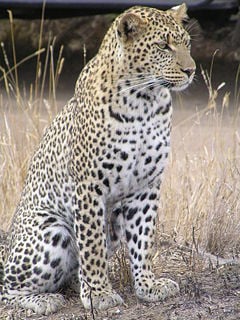 African Leopard in Serengeti, Tanzania