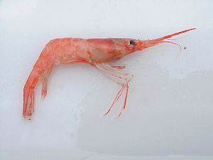 Shrimp - New World Encyclopedia