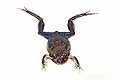 Thumbnail for version as of 20:01, 21 October 2007