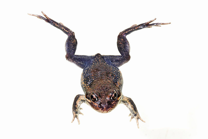 File:Pobblebonk swimming position.jpg
