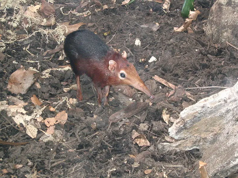File:Rhynchocyon petersi one.JPG