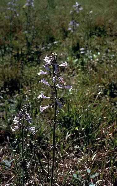 File:Salvia lyrata USDA.jpg