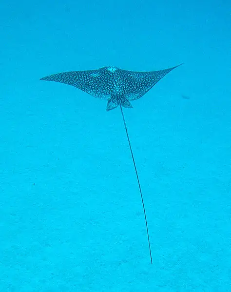 File:Spotted eagle ray.jpg