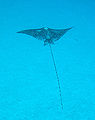 Thumbnail for version as of 01:28, 6 July 2007