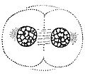 Thumbnail for version as of 19:40, 13 May 2006