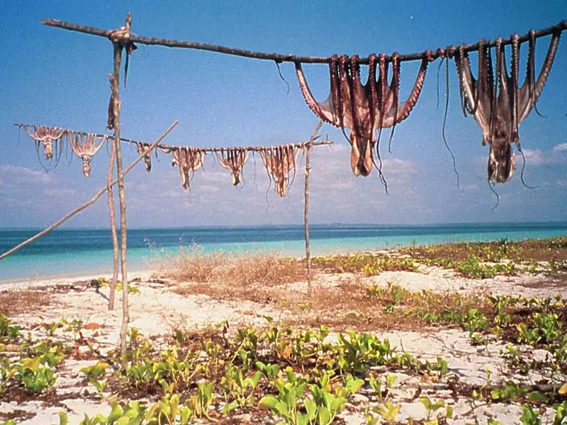 File:Drying octopus.jpeg