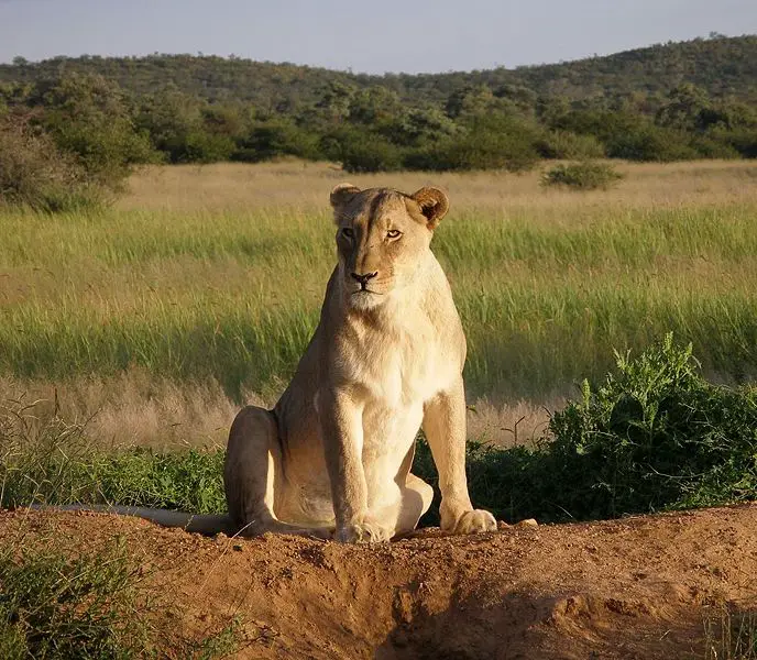 File:Okonjima Lioness.jpg