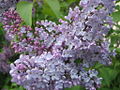 Thumbnail for version as of 13:04, 7 June 2008