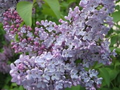 Syringa vulgaris (Common Lilac) flowers