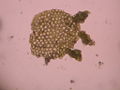 Thumbnail for version as of 16:00, 15 January 2009