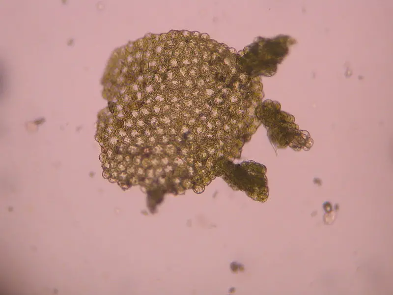 File:Caduco.jpg