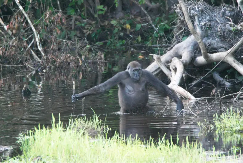 File:Gorilla tool use.png