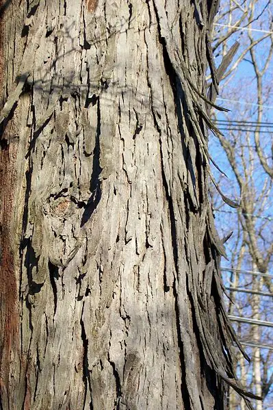 File:Hickory.bark.jpg