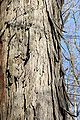 Thumbnail for version as of 17:07, 3 June 2008