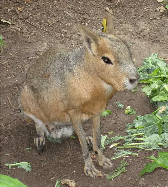 File:Mara in captivity.jpg