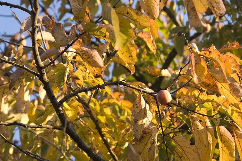 File:Persimmon.jpg