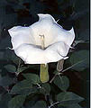 Thumbnail for version as of 01:14, 4 February 2007