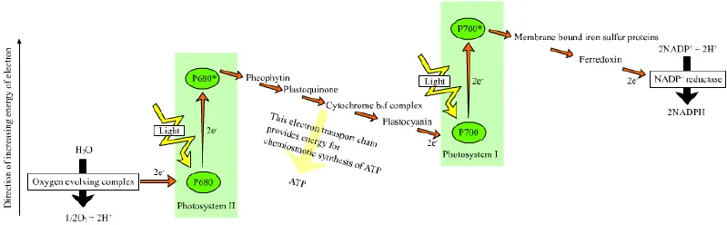 File:Z-scheme.png